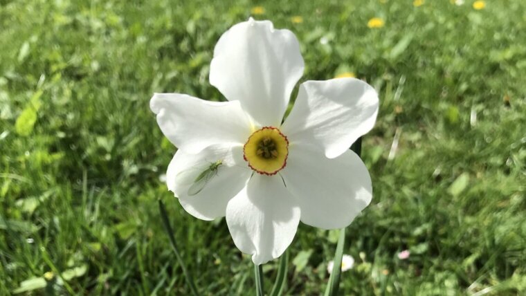 Narcissus poeticus (Dichternarzisse)