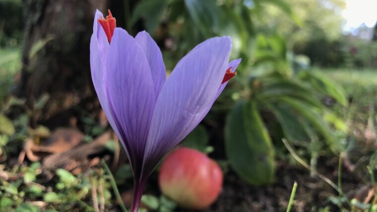 Safran (Crocus sativus) in Schillers Garten