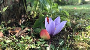 Safran (Crocus Sativus) vor Schillers Gartenhaus