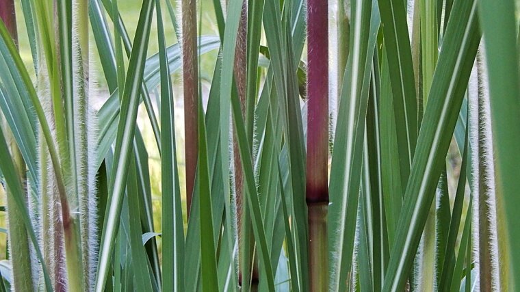 Pennisetum (Lampenputzergras) im Botanischen Garten Jena