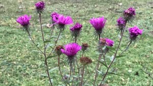 Herbstastern in Schillers Garten