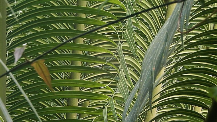 Blätterdickicht des Cycas circinalis (Palmfarn) im Botanischen Garten Jena