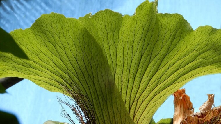 Platycerium elephantotis (Geweihfarn) im Botanischen Garten Jena