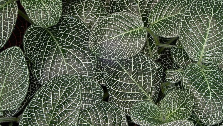 Blätter der Fittonia gigantea "alba" (Riesennetzblatt) im Botanischen Garten Jena