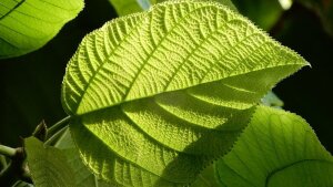 Von der Sonne angestrahltes Blatt der Myriocapa stipitata (Gestielte Tausendfrucht) im Botanischen Garten Jena.