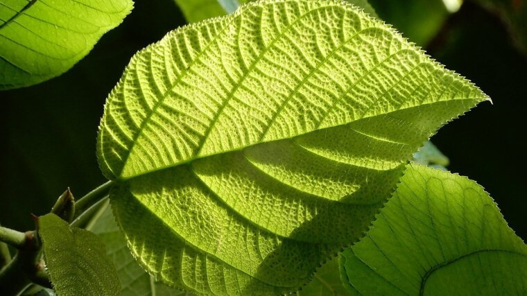 Von der Sonne angestrahltes Blatt der Myriocapa stipitata (Gestielte Tausendfrucht) im Botanischen Garten Jena.