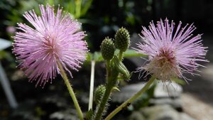 Mimosa pudica (schamhafte Sinnpflanze) im Botanischen Garten Jena