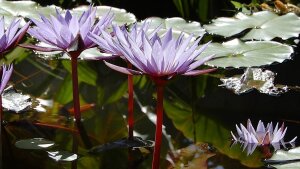 Seerosen im Botanischen Garten Jena