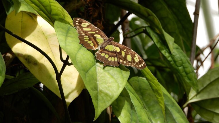 Malachitfalter im Victoriahaus des Botanischen Gartens Jena