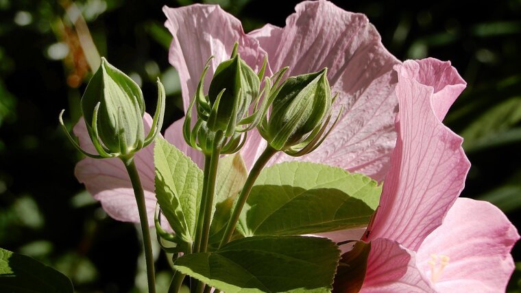 Knospen des rosa blühenden Hibiscus moscheutos im Botanischen Garten Jena