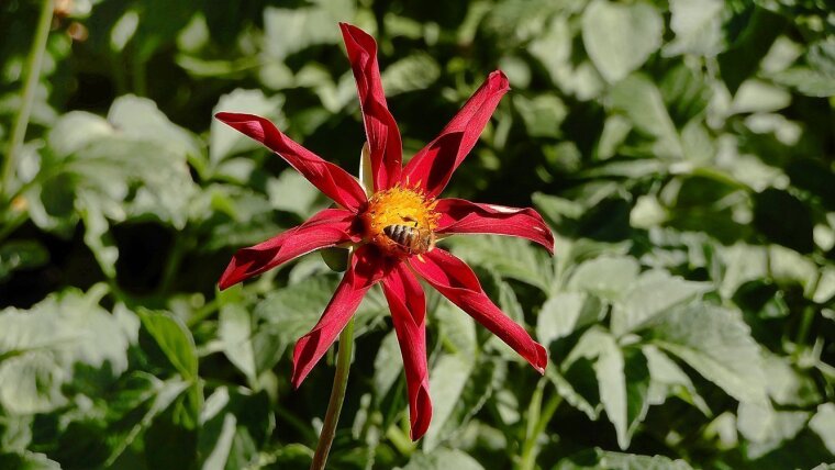 Rot blühende Dahlie mit Biene im Botanischen Garten Jena