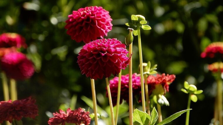 Pinke Dahlien im Botanischen Garten Jena