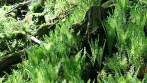 Alpinum Farnhang im Botanischen Garten Jena