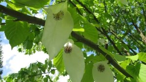 Davidia involucrata (Taubenbaum) im Botanischen Garten Jena