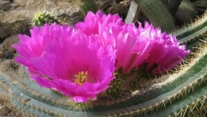 Echinocereus viereckii