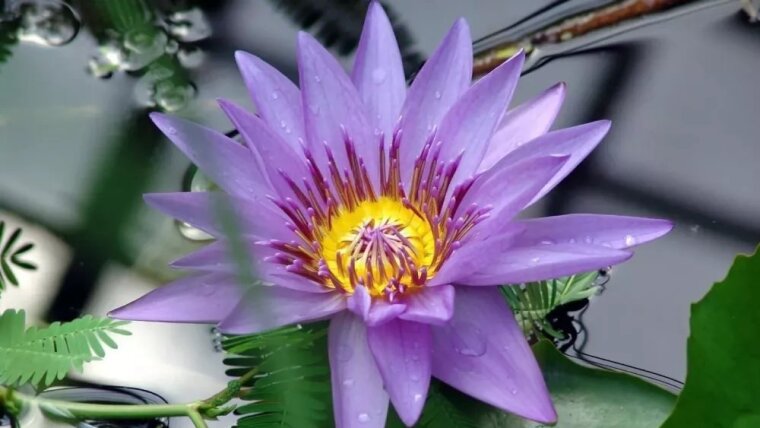 Violette Nymphaea im Botanischen Garten Jena