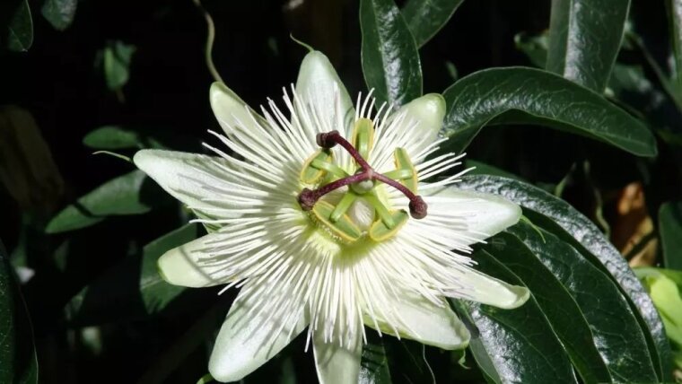 Passionsblume im Botanischen Garten Jena