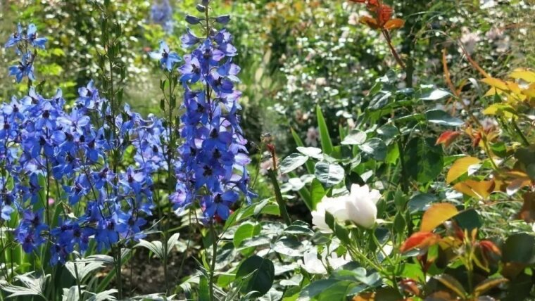 Rosenanlage im Botanischen Garten Jena