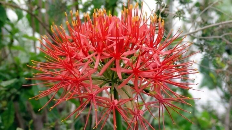 Scadoxus im Botanischen Garten Jena